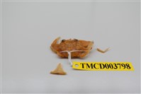 藏品(異齒蟳)的圖片